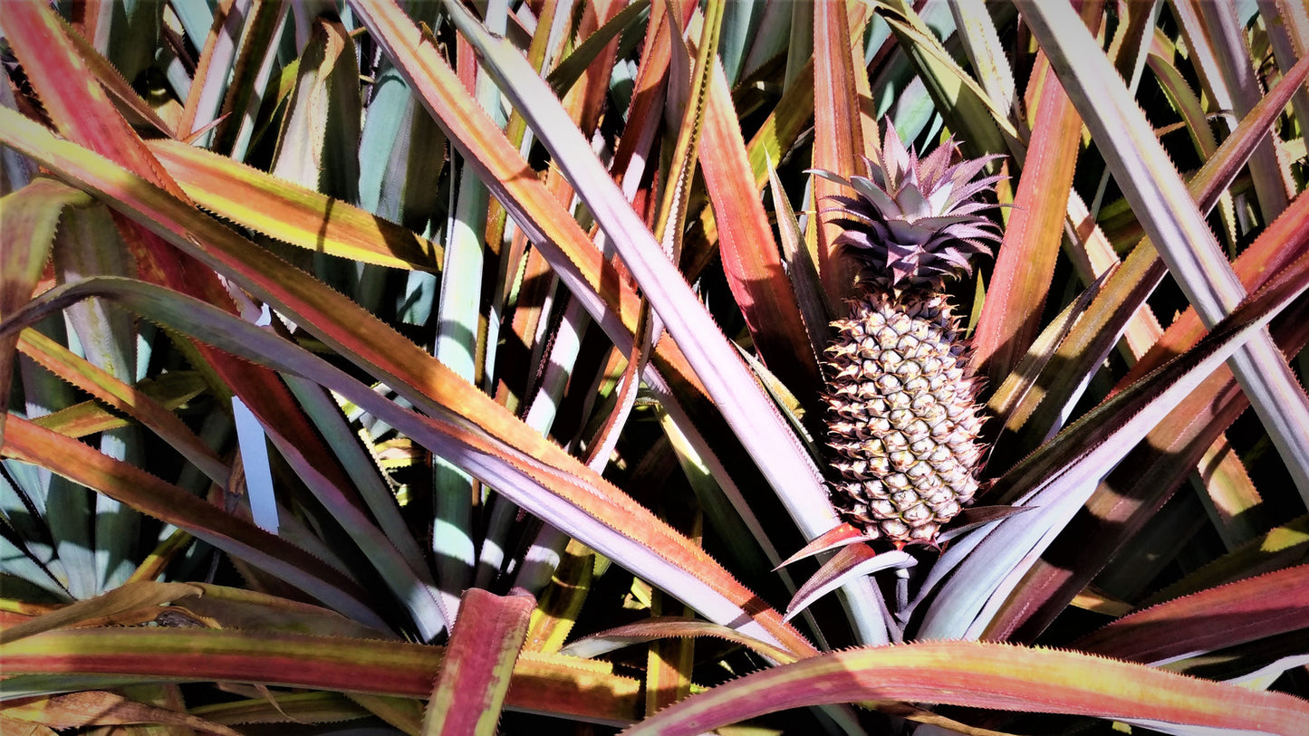 Pineapple